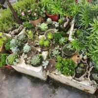 NWFashion Special Design Fun Garden 6INCH Flower Planter Succulent Pot Indoor OutdoorPlanter (Bird) - Image 5