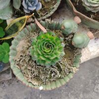 NWFashion Special Design Fun Garden 6INCH Flower Planter Succulent Pot Indoor OutdoorPlanter (Bird) - Image 6