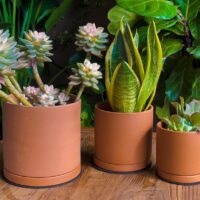 D'vine Dev Terracotta Pots for Plants, 4.2 Inch 5.3 Inch 6.5 Inch, Succulent Planter Pot with Drainage and Saucer, 40-T-A-0 - Image 2