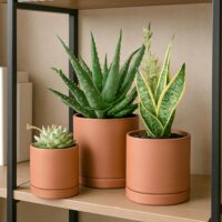 D'vine Dev Terracotta Pots for Plants, 4.2 Inch 5.3 Inch 6.5 Inch, Succulent Planter Pot with Drainage and Saucer, 40-T-A-0 - Image 6