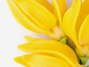 Soothing Moisturizers
