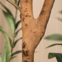 Kazeila Artificial Olive Tree 6FT Tall Faux Silk Plant for Home Office Decor Indoor Fake Potted Tree with Wood Branches and Fruits - Image 6