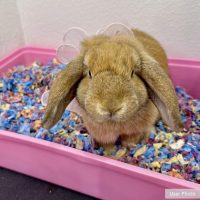 Kaytee Clean & Cozy Colors, Small Animal Bedding with Extreme Odor Control, Kaleidoscope, 49.2 Liters - Image 9