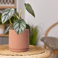 D'vine Dev 6 Inch Terracotta Beaded Planter Pot - Flower Pot with Drainage Hole and Saucer for Indoor Succulent Plants or Flowers, Terracotta, 27-C-X-7 - Image 5