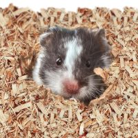 Kaytee Aspen Small Animal Pet Bedding For Pet Guinea Pigs, Rabbits, Hamsters, Gerbils, and Chinchillas, 52.4 Liters - Image 4