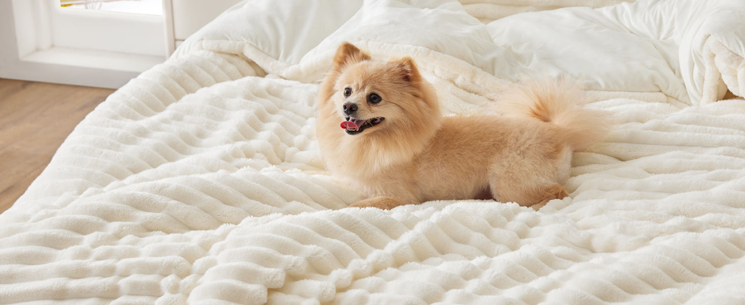 Comforter