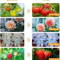 bseah Grow Light Plant Lights for Indoor Plants, Full Spectrum Plant Grow Lamp, 10 Dimmable Levels Auto ON & Off with 3/9/12H Timer - Image 5