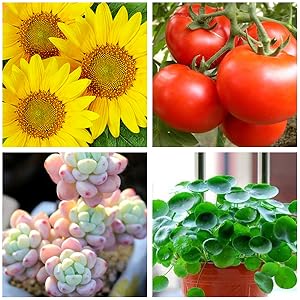 plant and vegatables