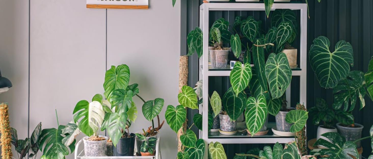 grow light