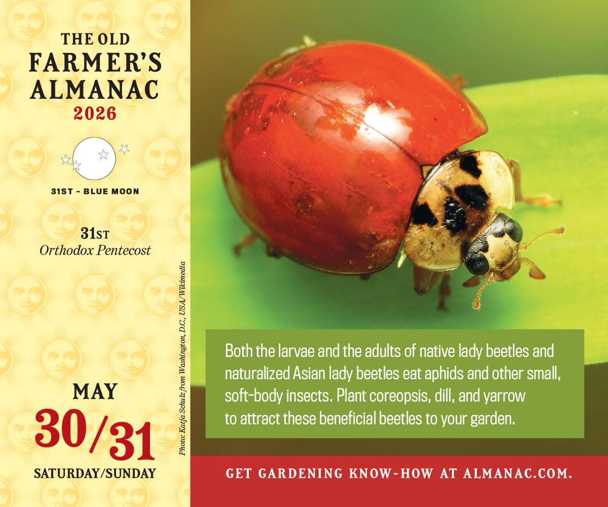 The 2026 Old Farmer's Almanac Everyday Box Calendar - Image 4