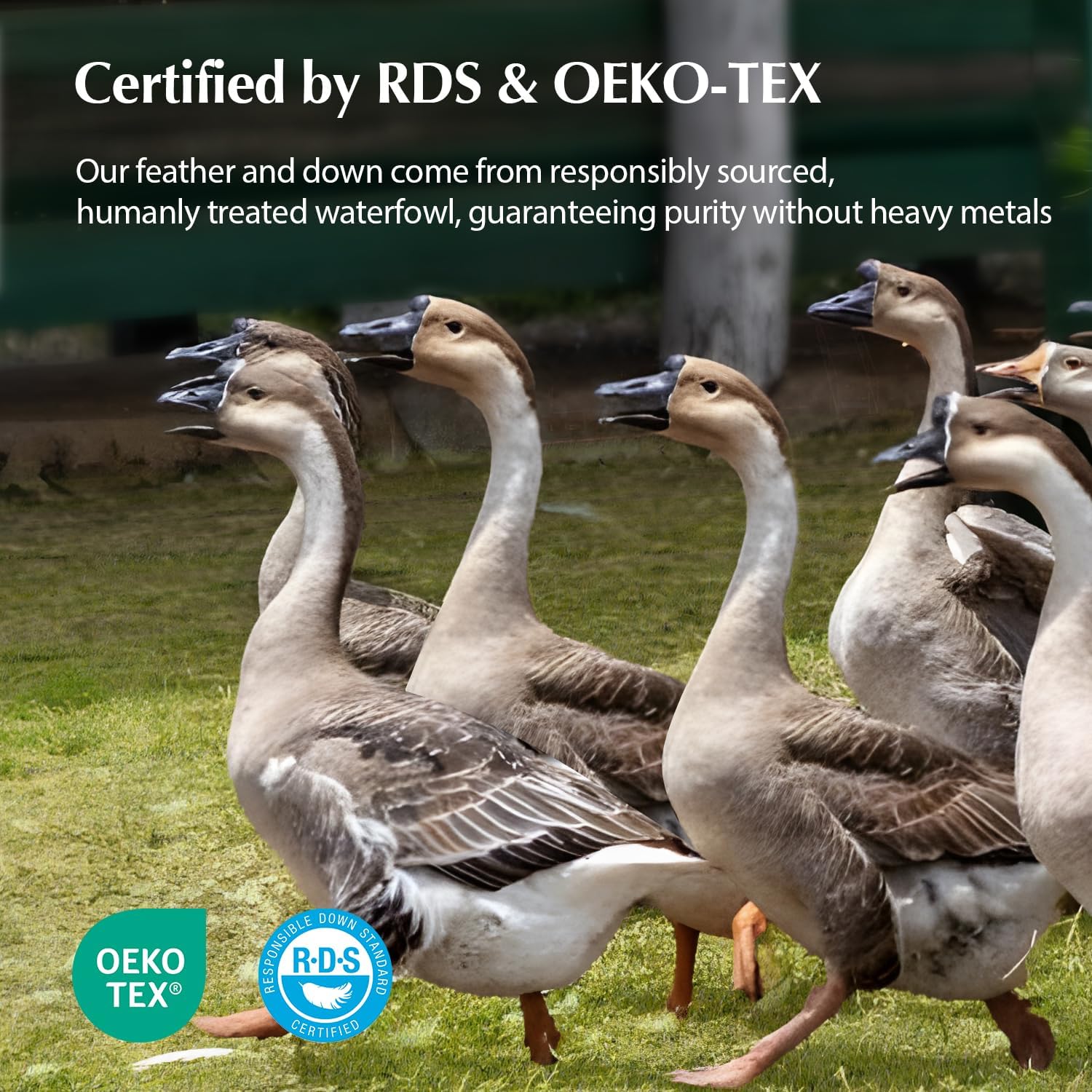 Pacific Coast Goose Feather and Down Bed Pillows for Side and Back Sleepers, King Size Set of 2, 100% Organic Cotton Cover, Firm Pillows, Gusseted Pillows of Hotel Collection - Image 9